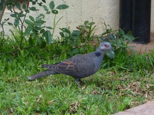 Dusky Turtle-Dove