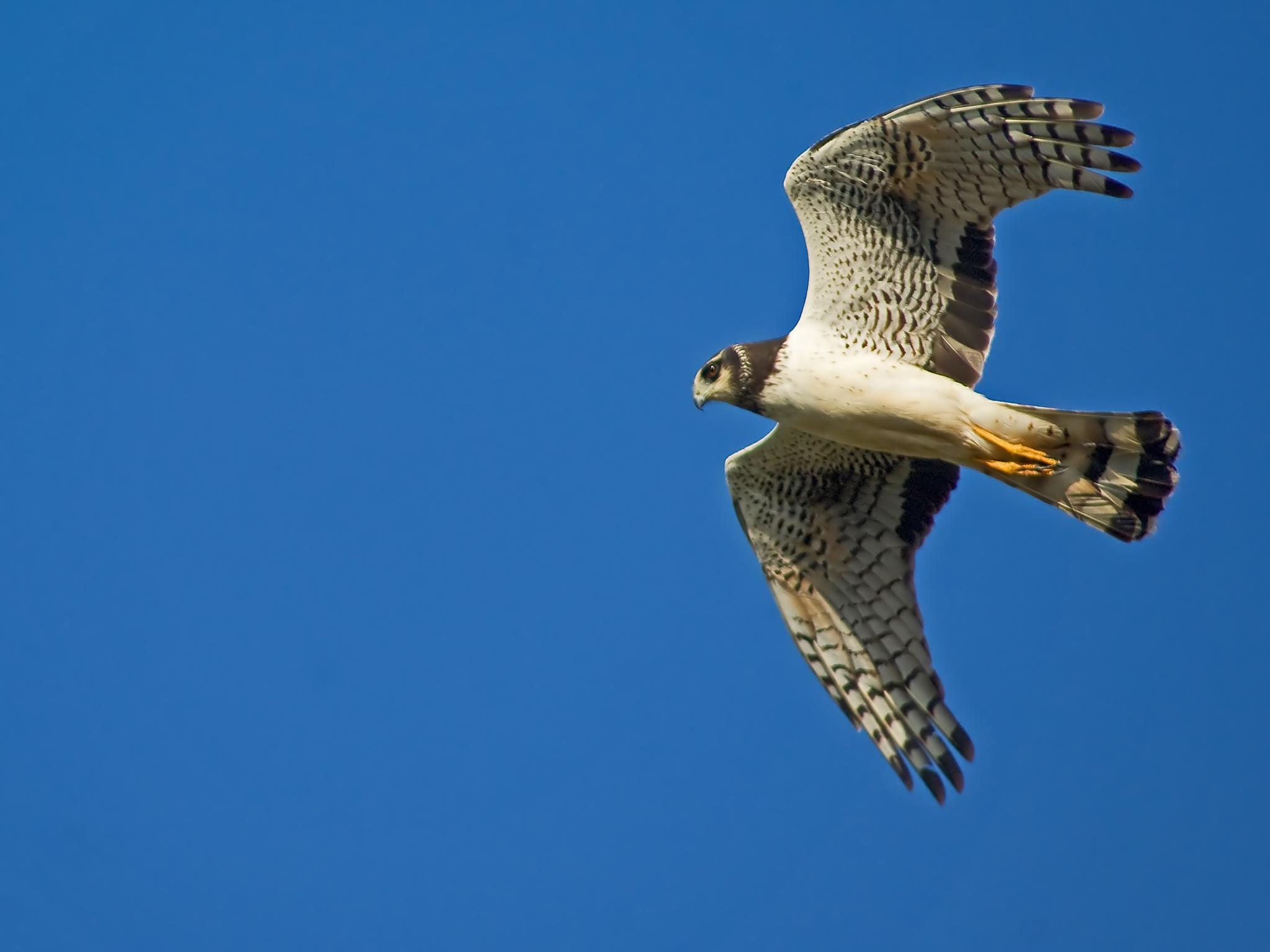 Aguilucho de Azara