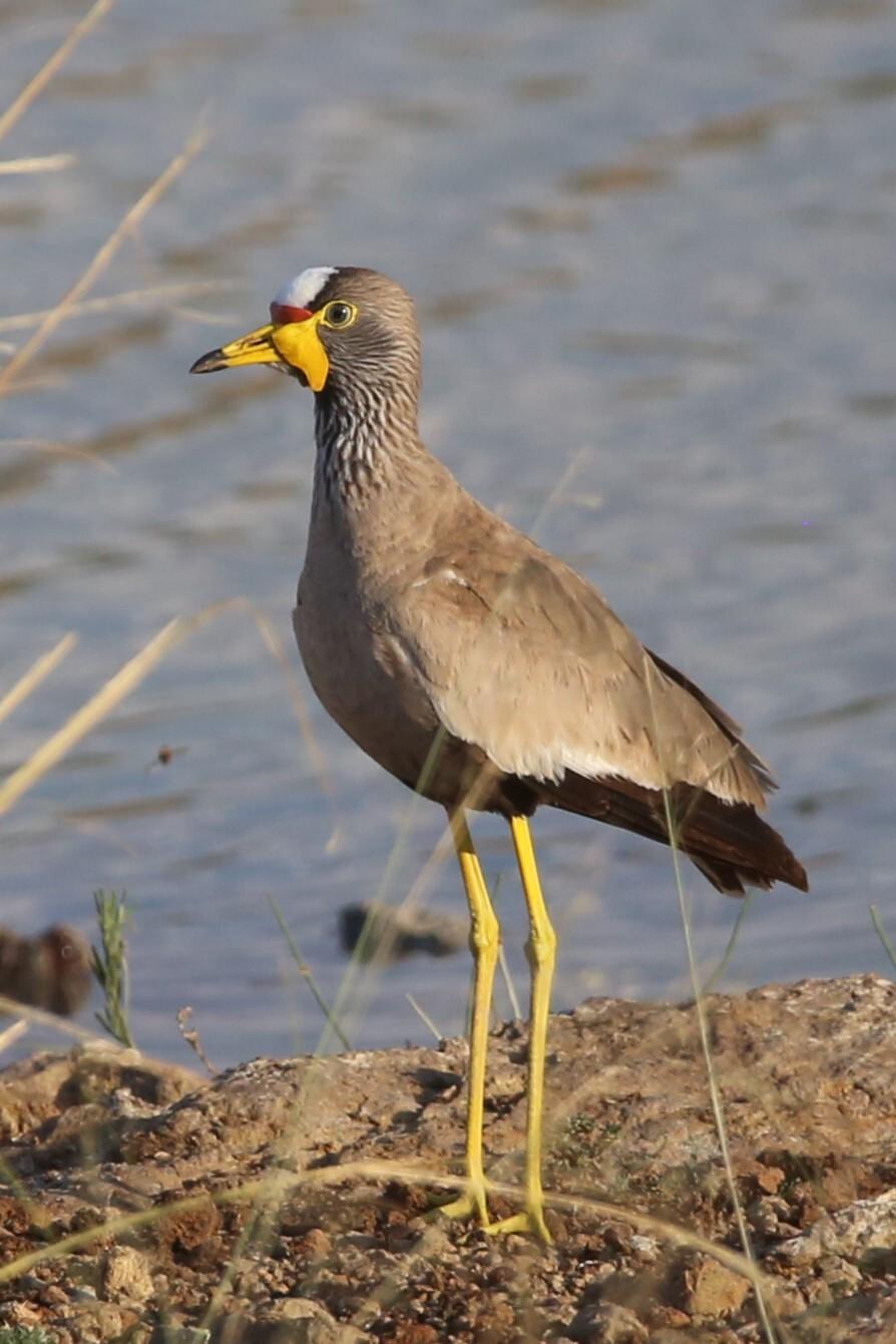 Avefría senegalesa