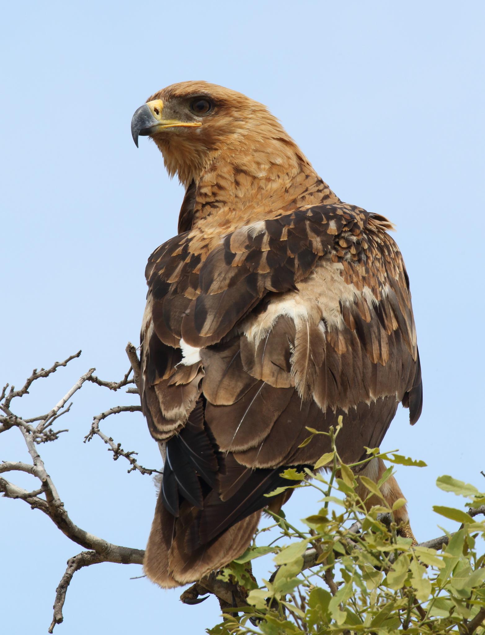 Águila rapaz