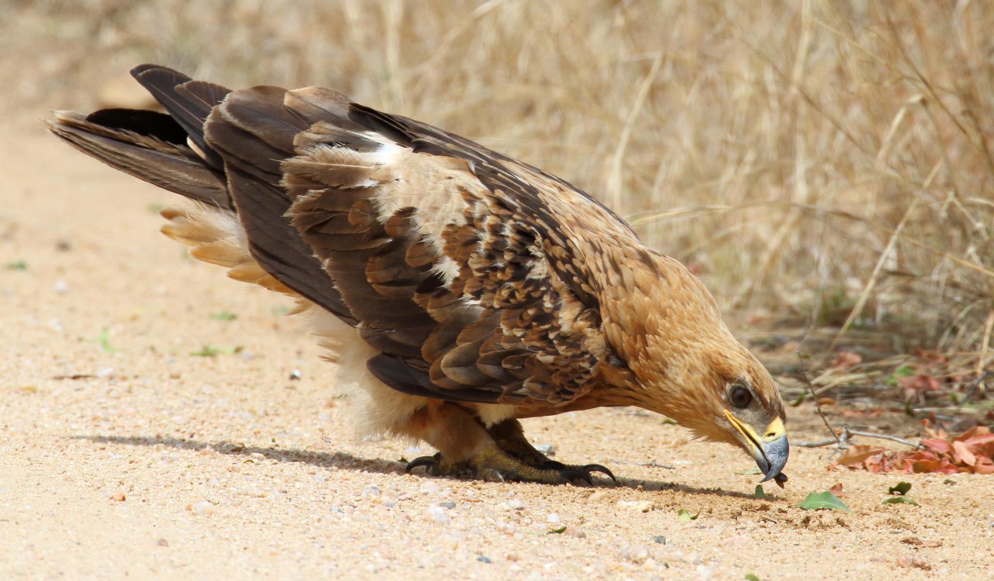 Águila rapaz