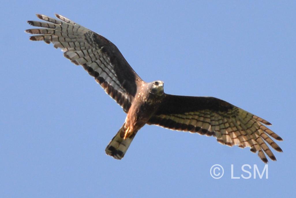 Aguilucho de Azara