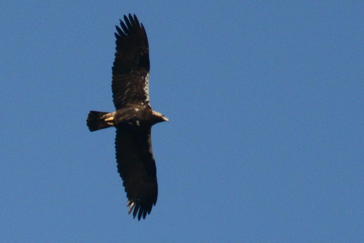 Aguila imperial Ibérica