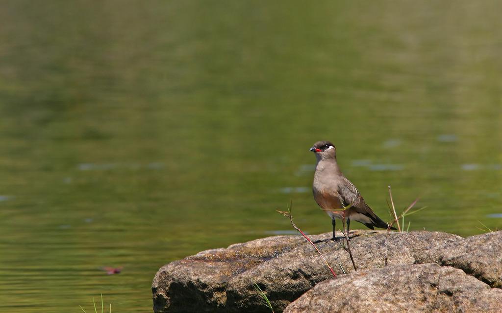 Canastera Malgache