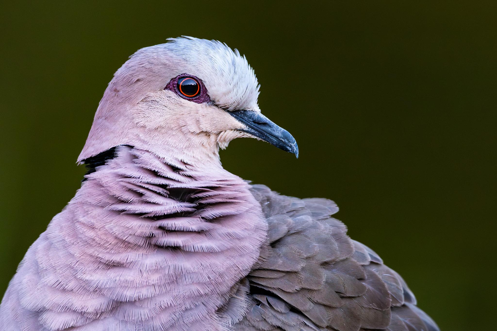 Red-eyed Dove