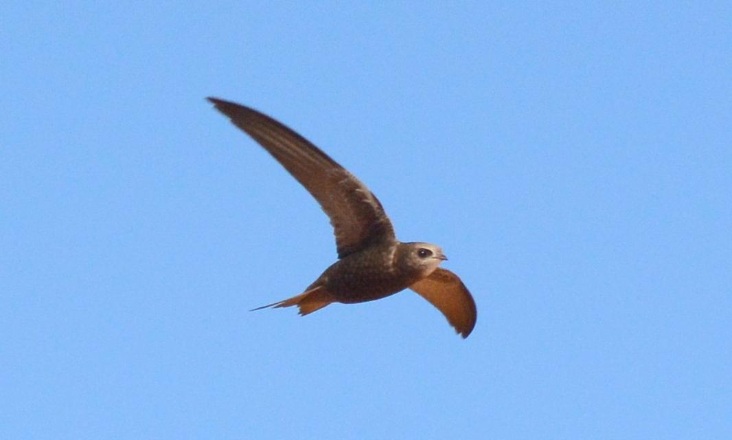 Vencejo de Namibia
