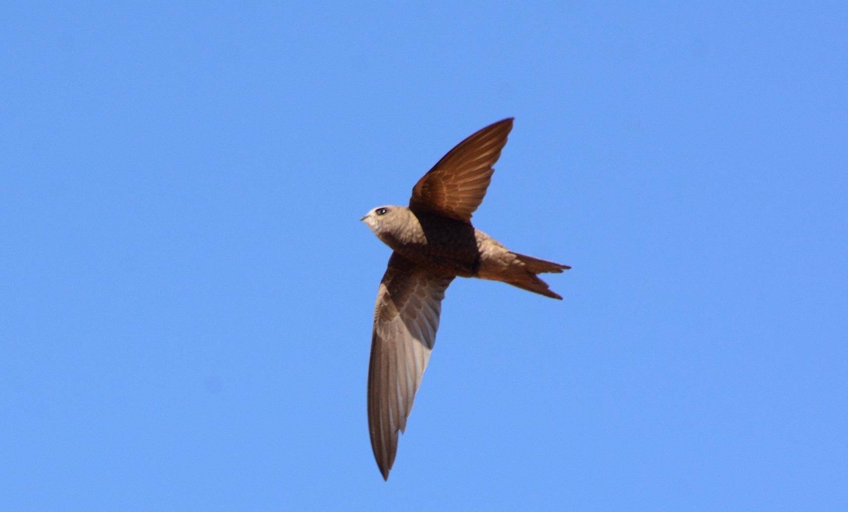 Vencejo de Namibia