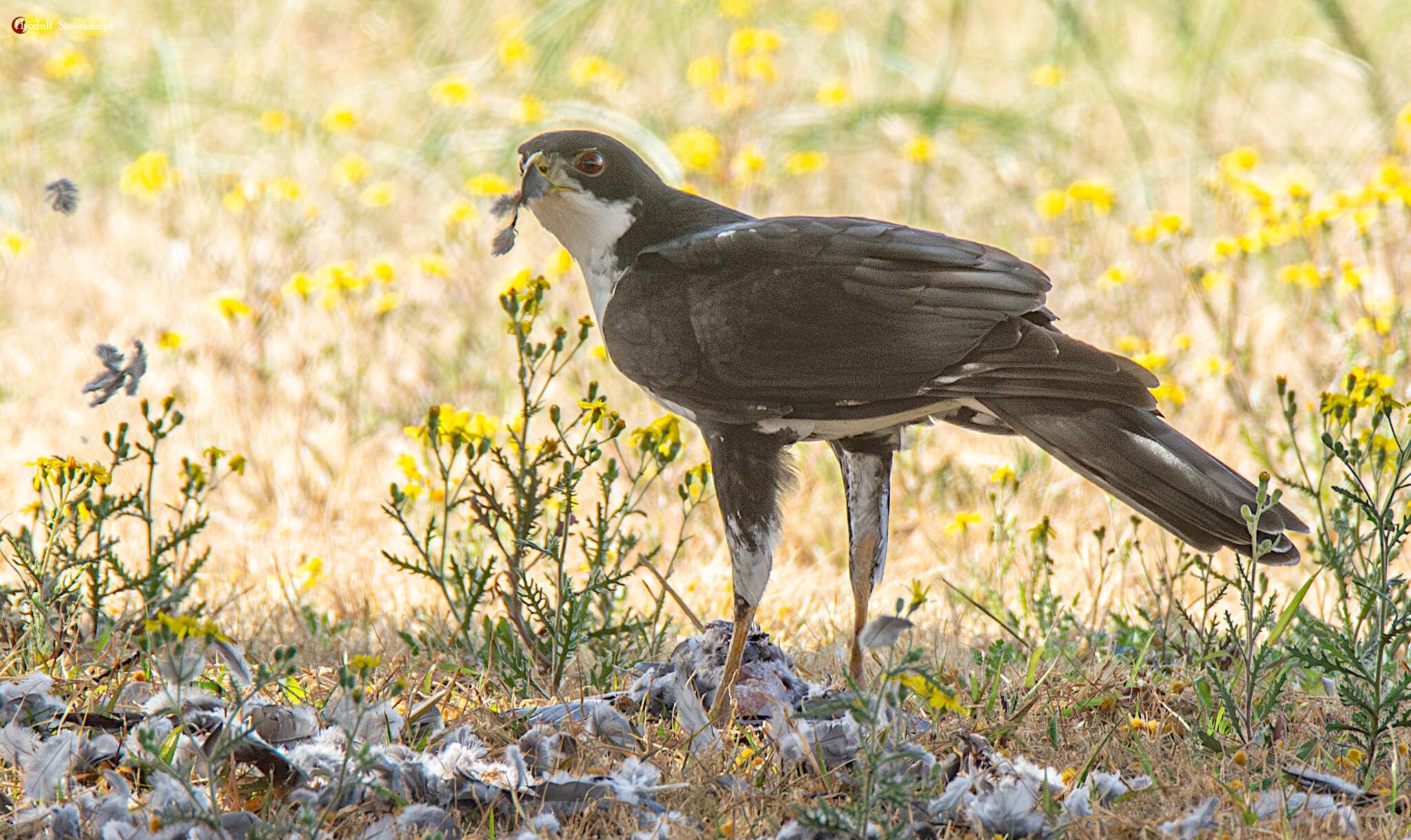 Black Goshawk