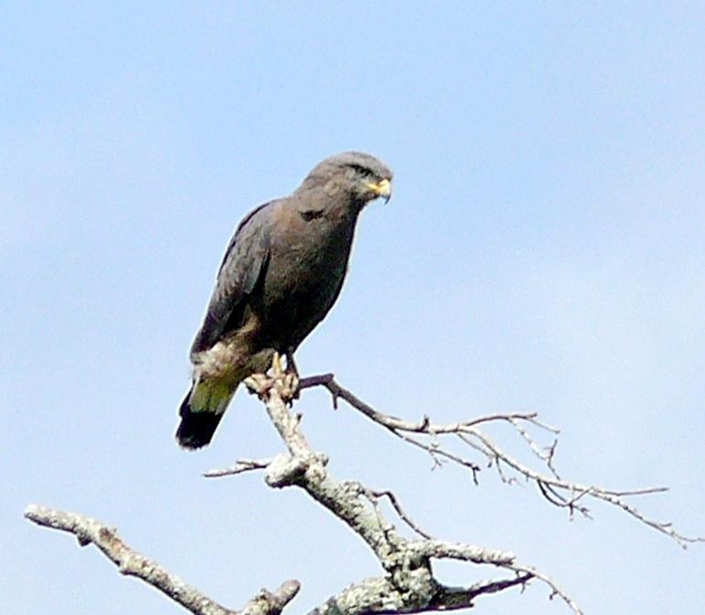 Culebrera coliblanca