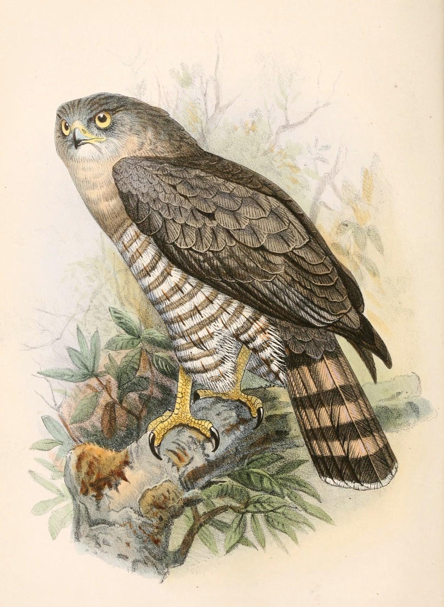Culebrera barreada