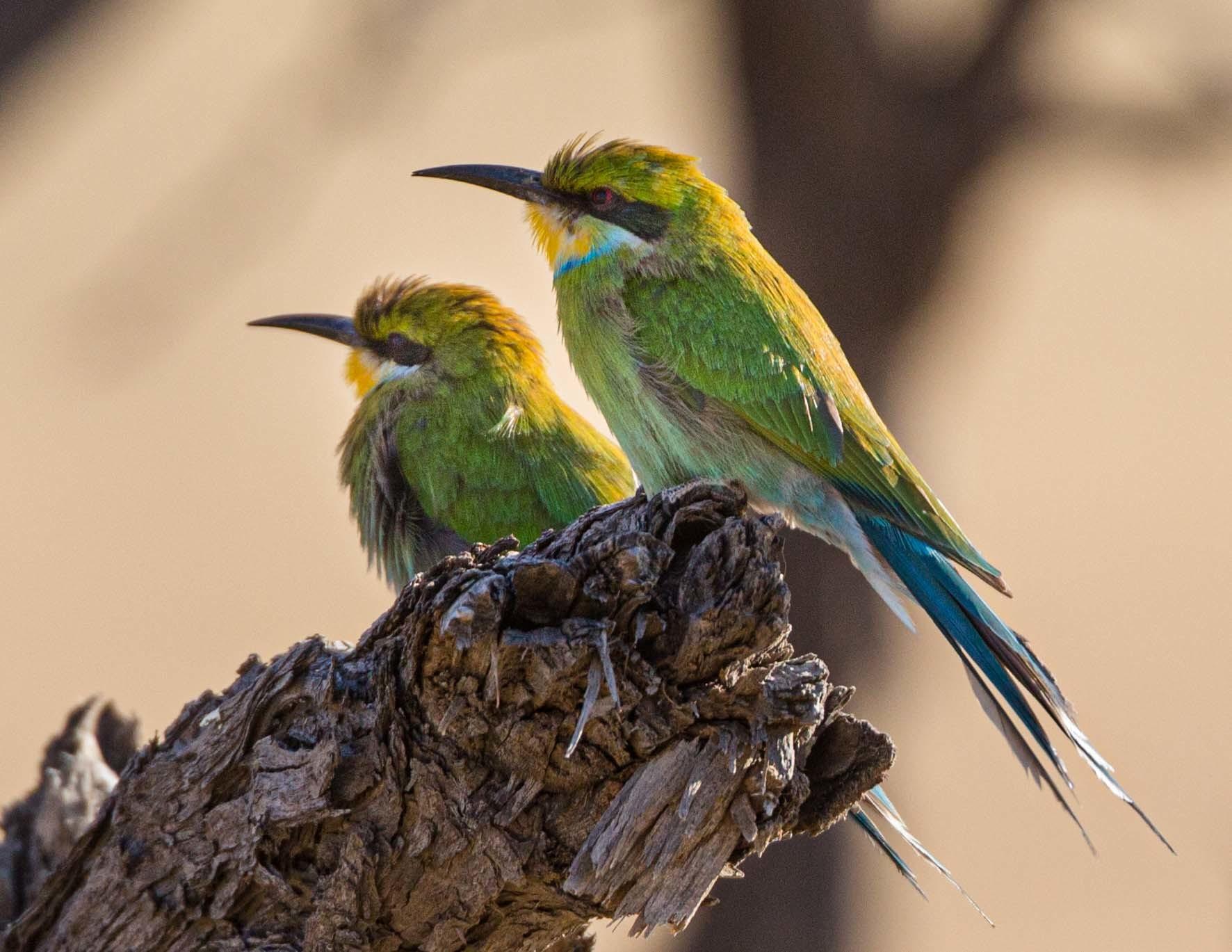 Abejaruco golondrina