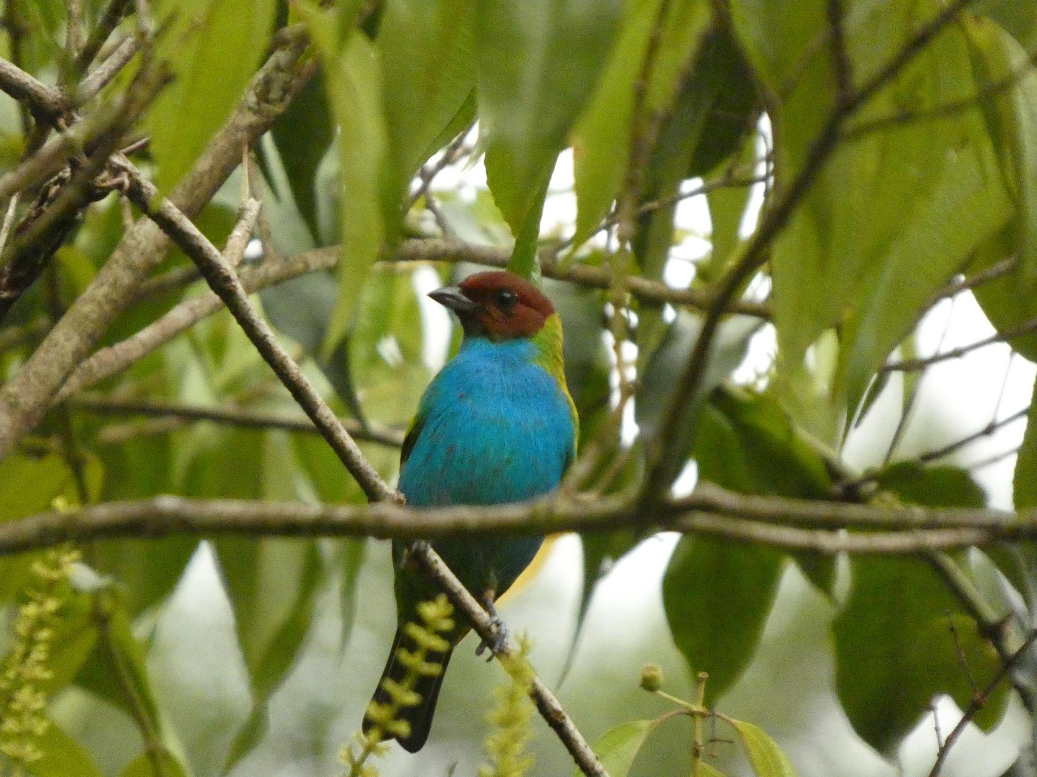 Bay-headed Tanager