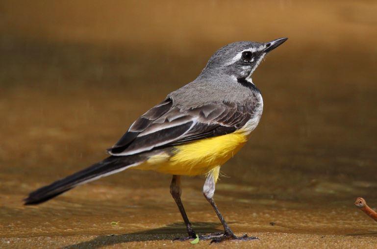 Lavandera Malgache