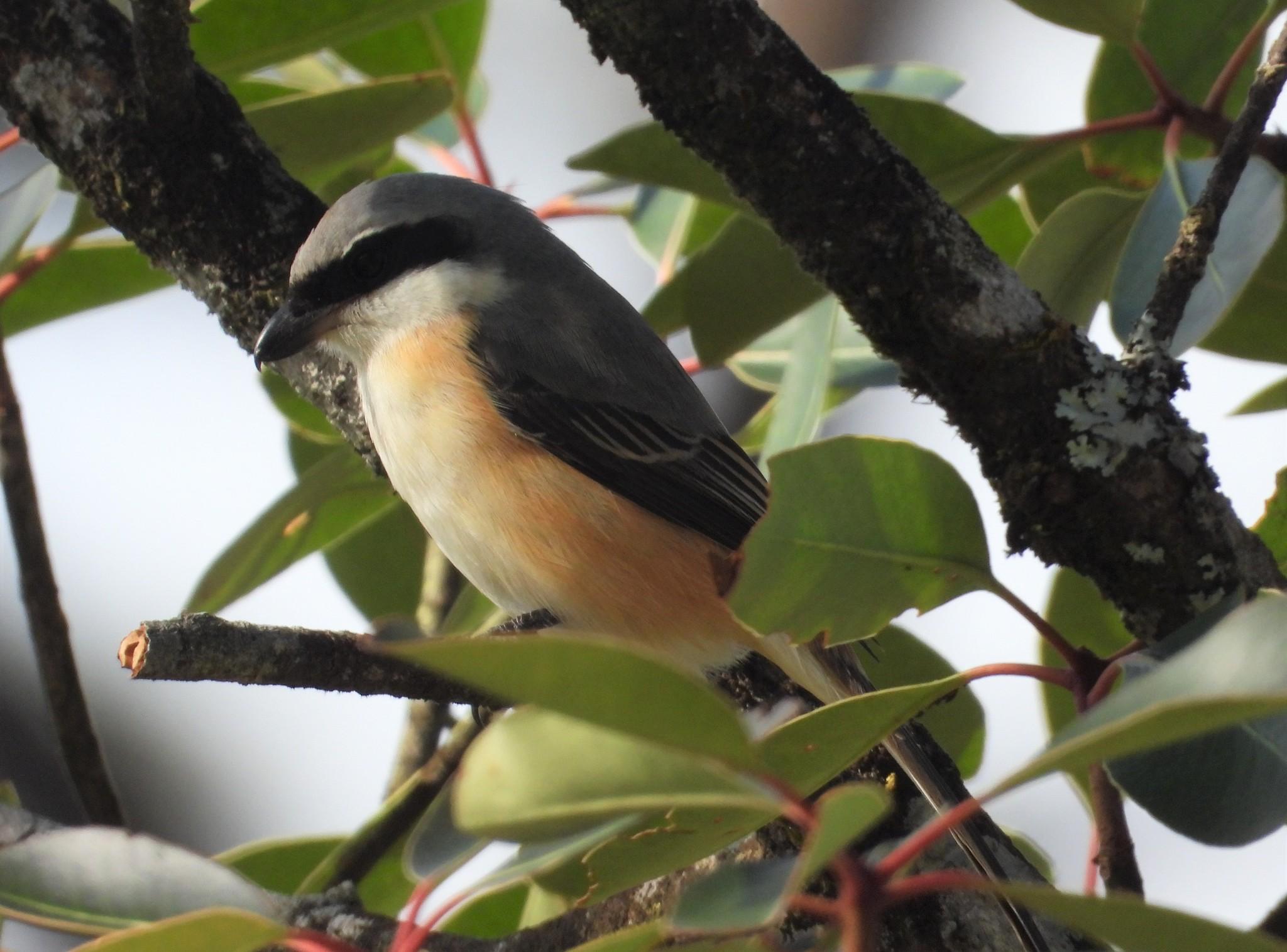 Grey-backed Shrike