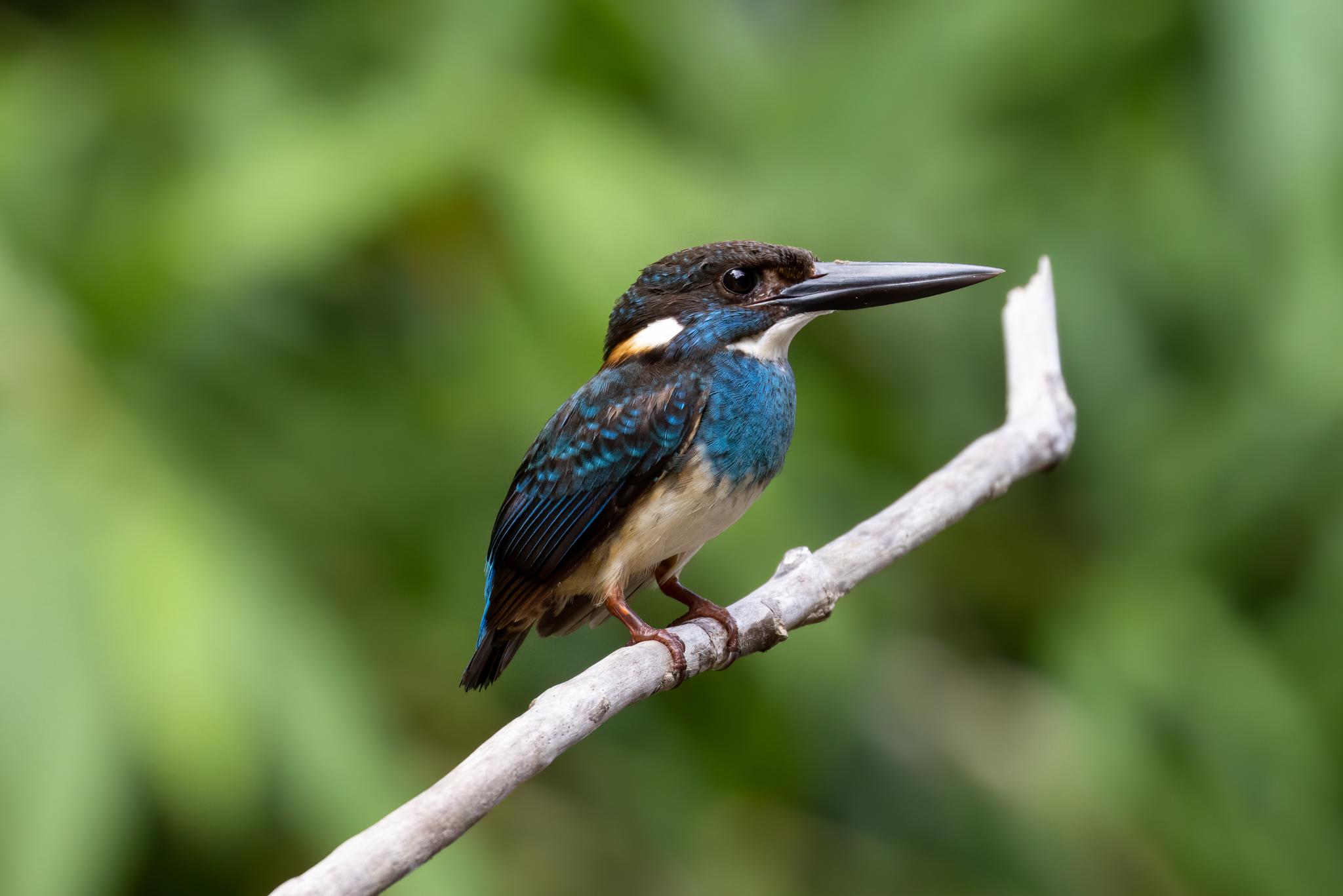 Alcedo peninsulae