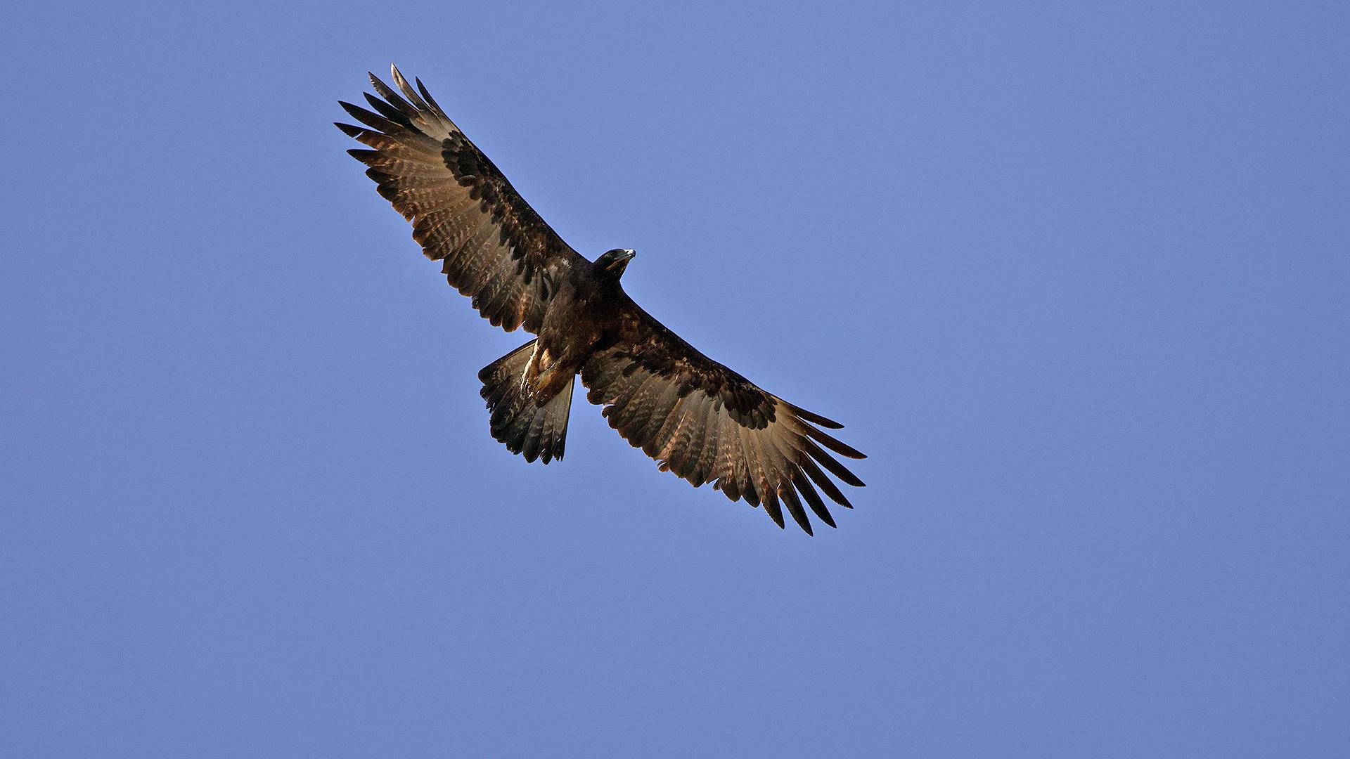 Gurney's Eagle