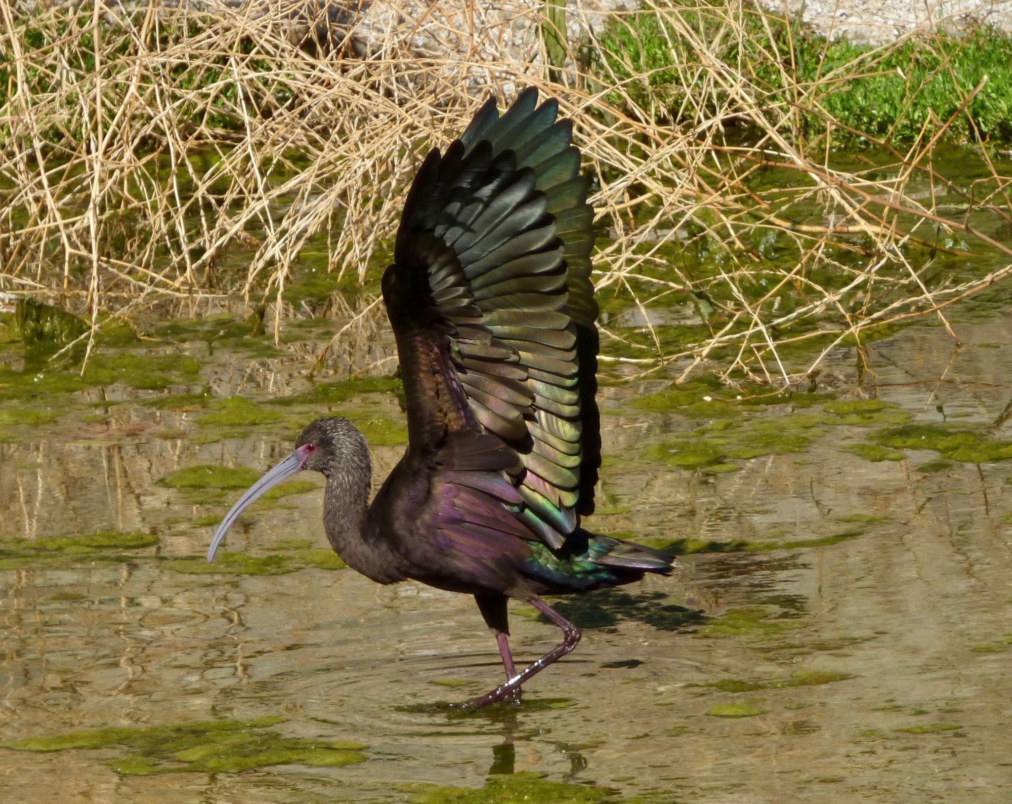 Ibis Ojos Rojos