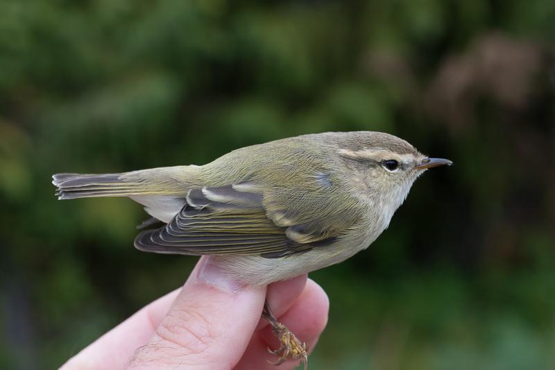 mosquitero de Hume