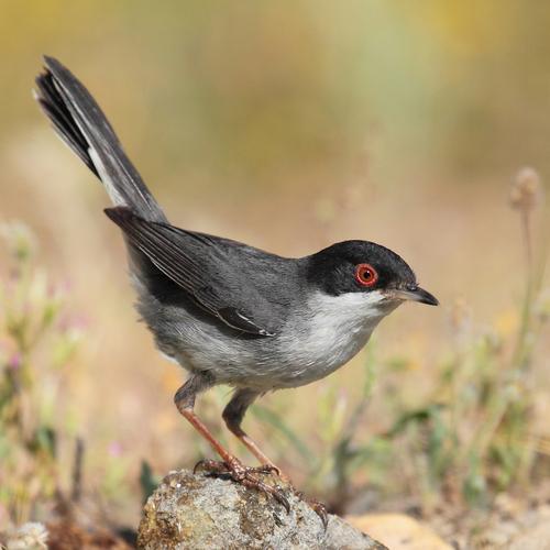 Curruca cabecinegra
