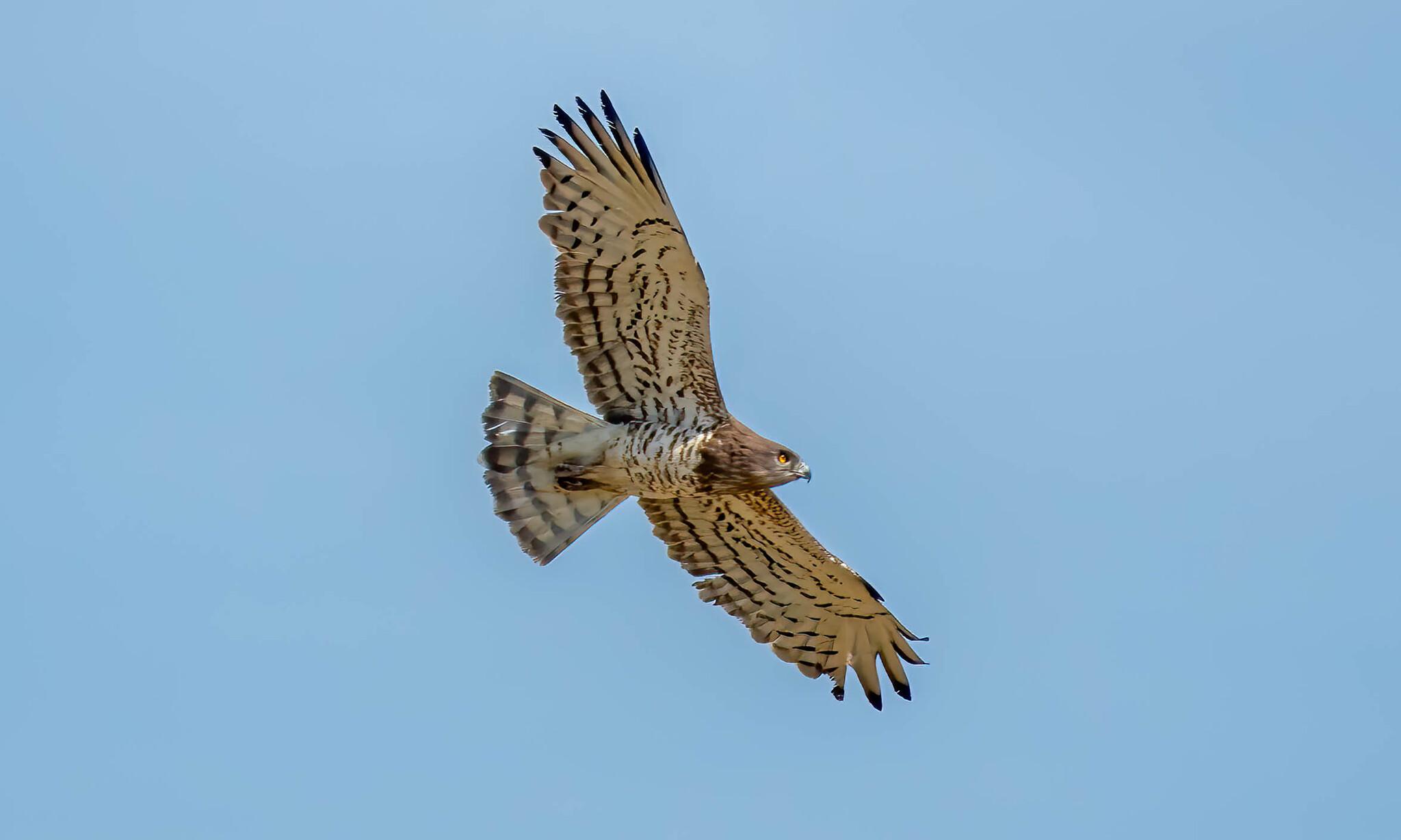Culebrera europea