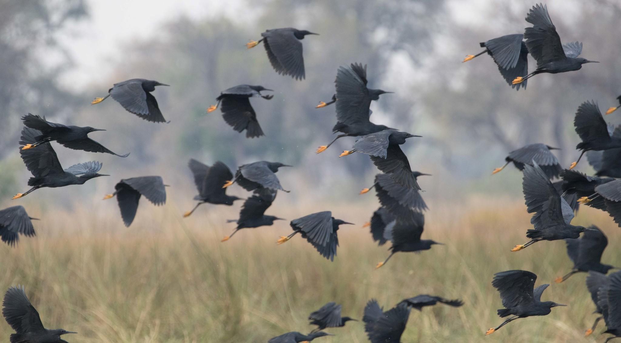 Black Heron