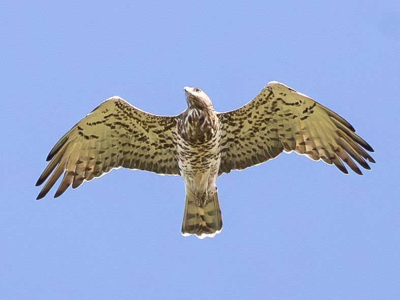 Culebrera europea