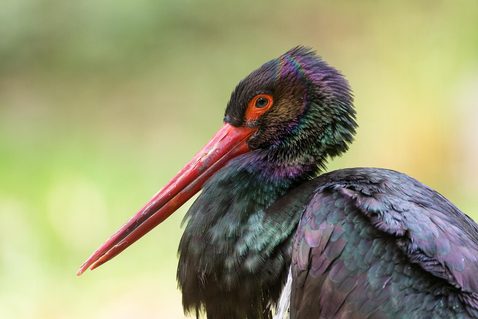 Cigüeña negra