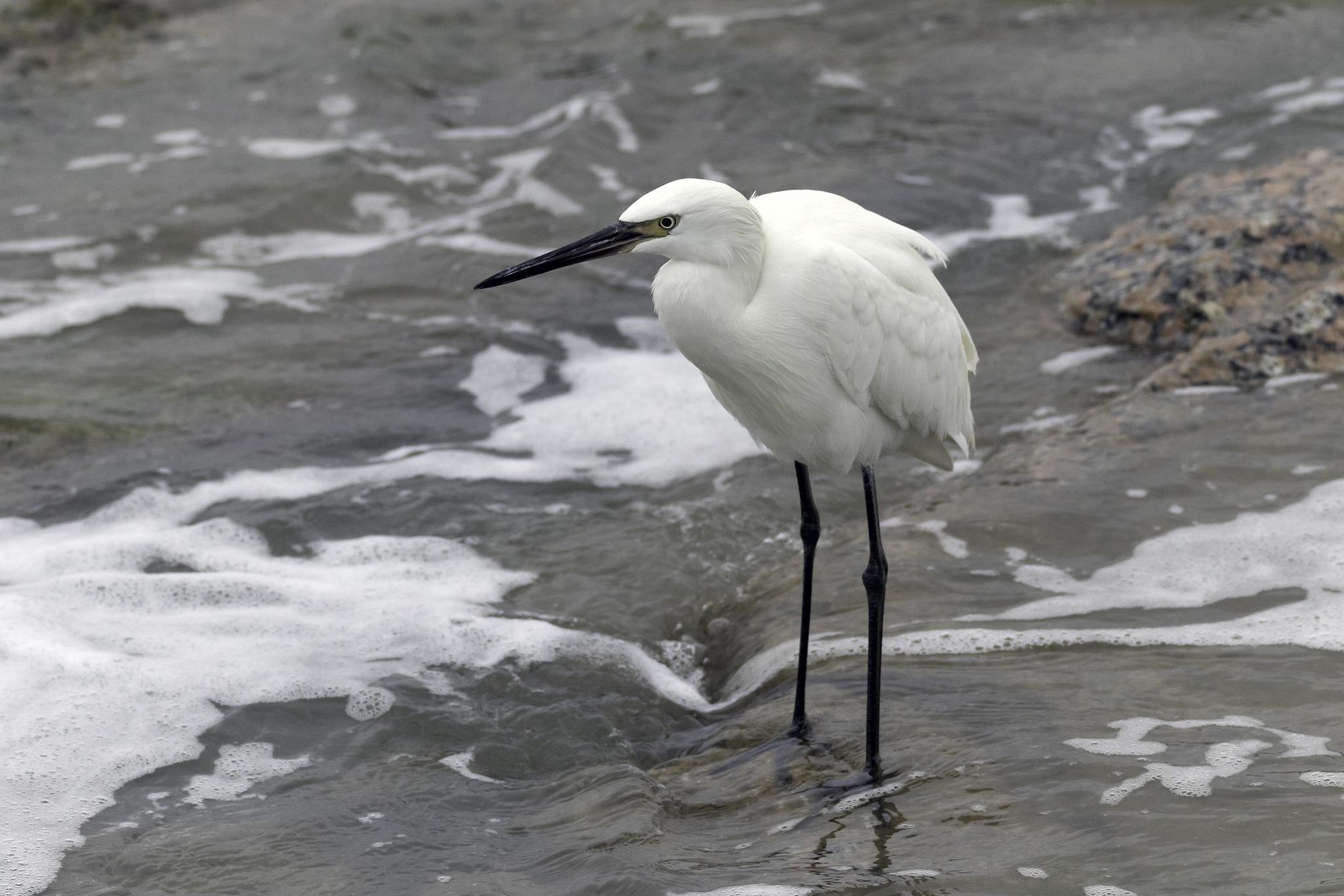 Reddish Egret