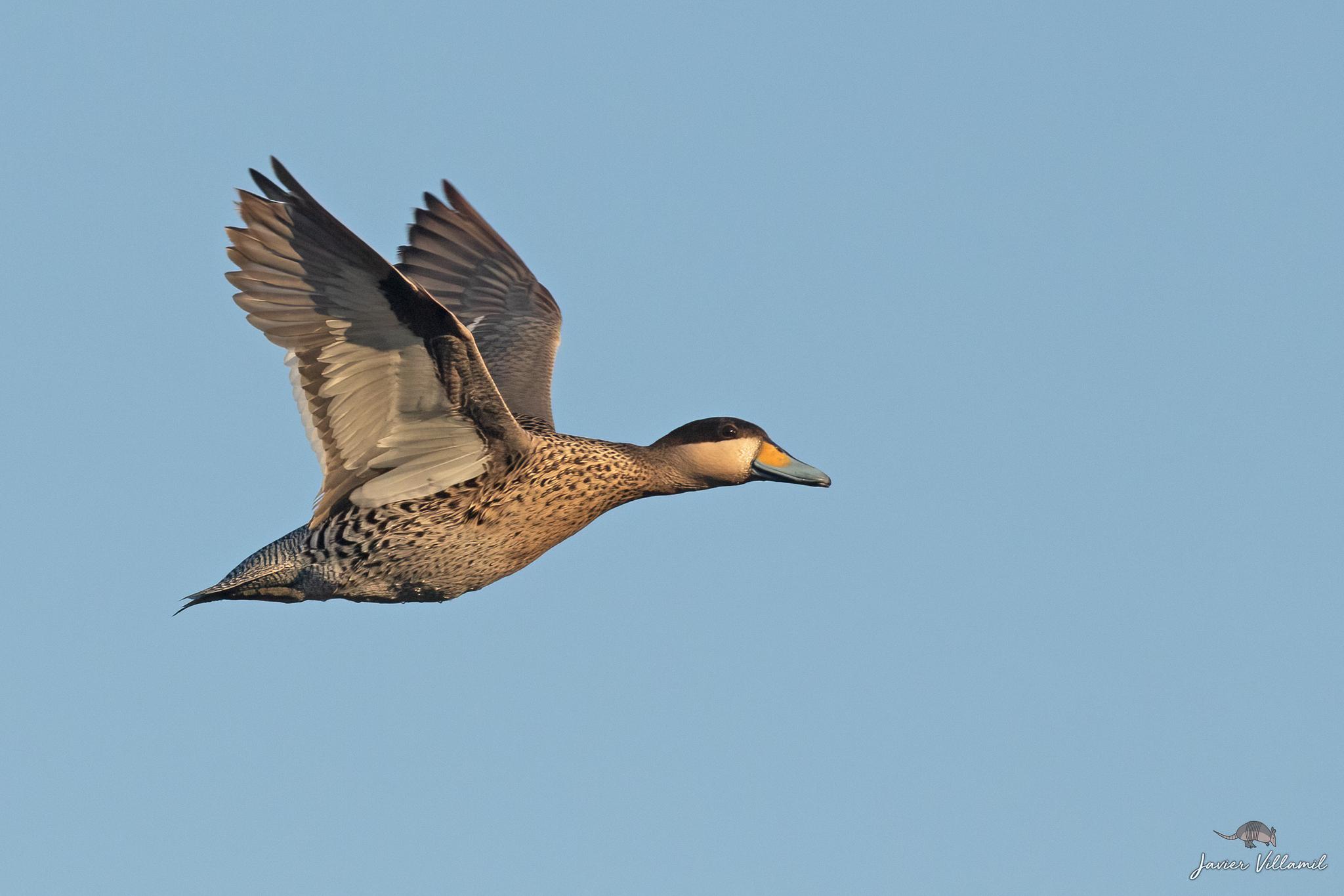 Pato capuchino