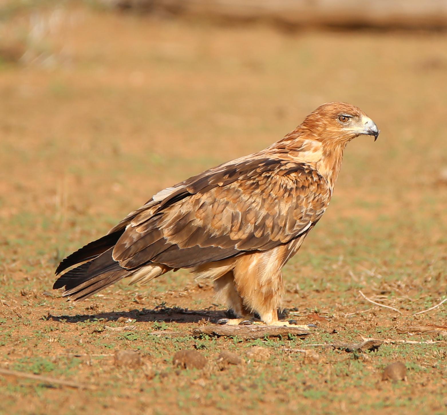 Águila rapaz