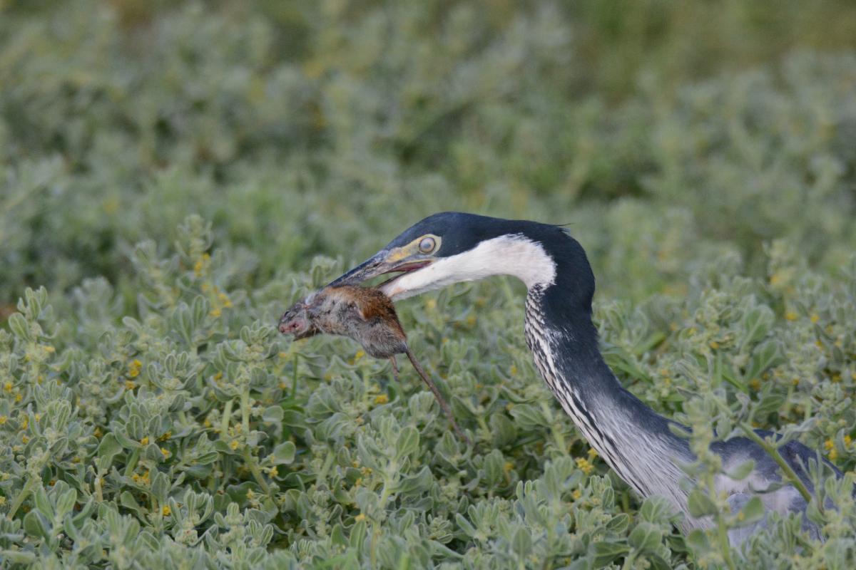 Black-headed Heron
