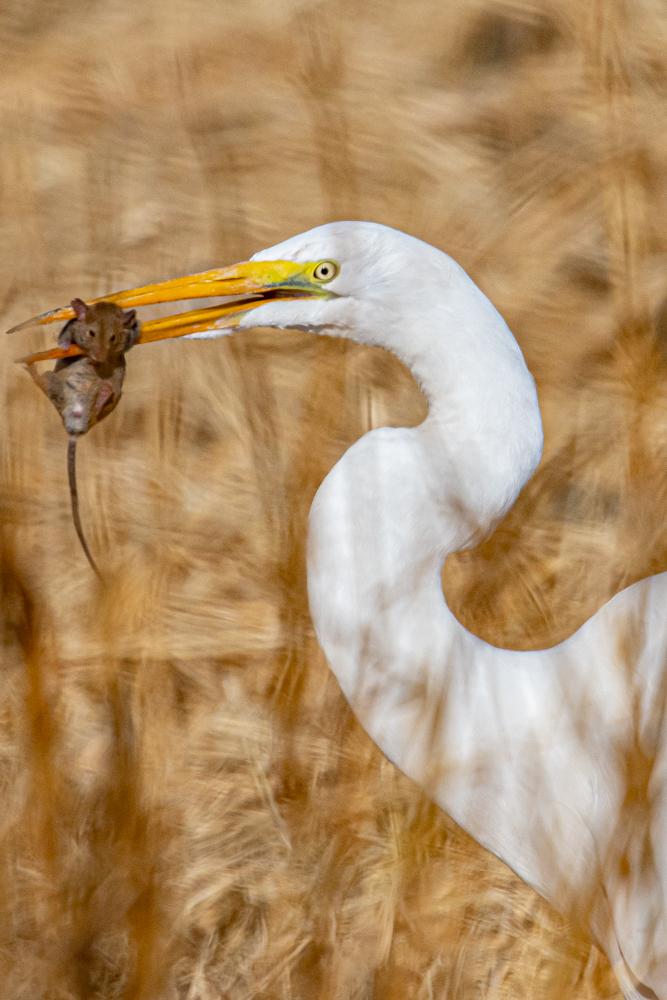 Garza blanca