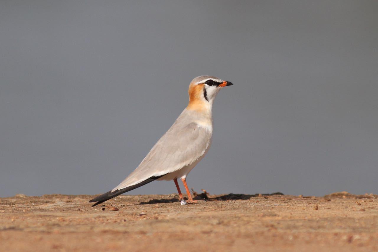 Canastera Gris
