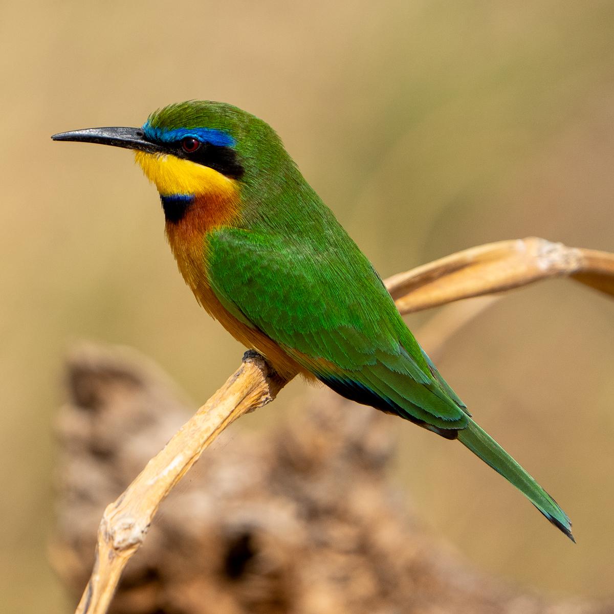 Abejaruco chico