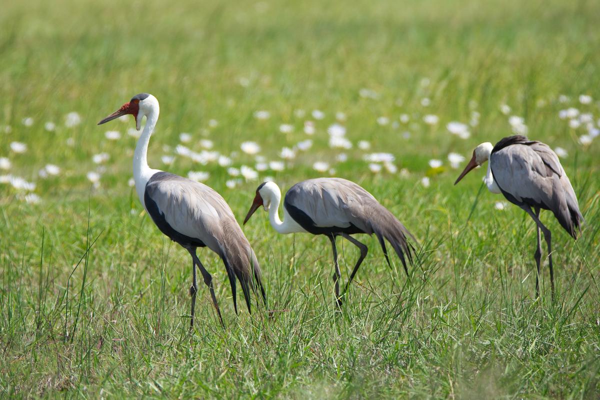 Grulla Carunculada