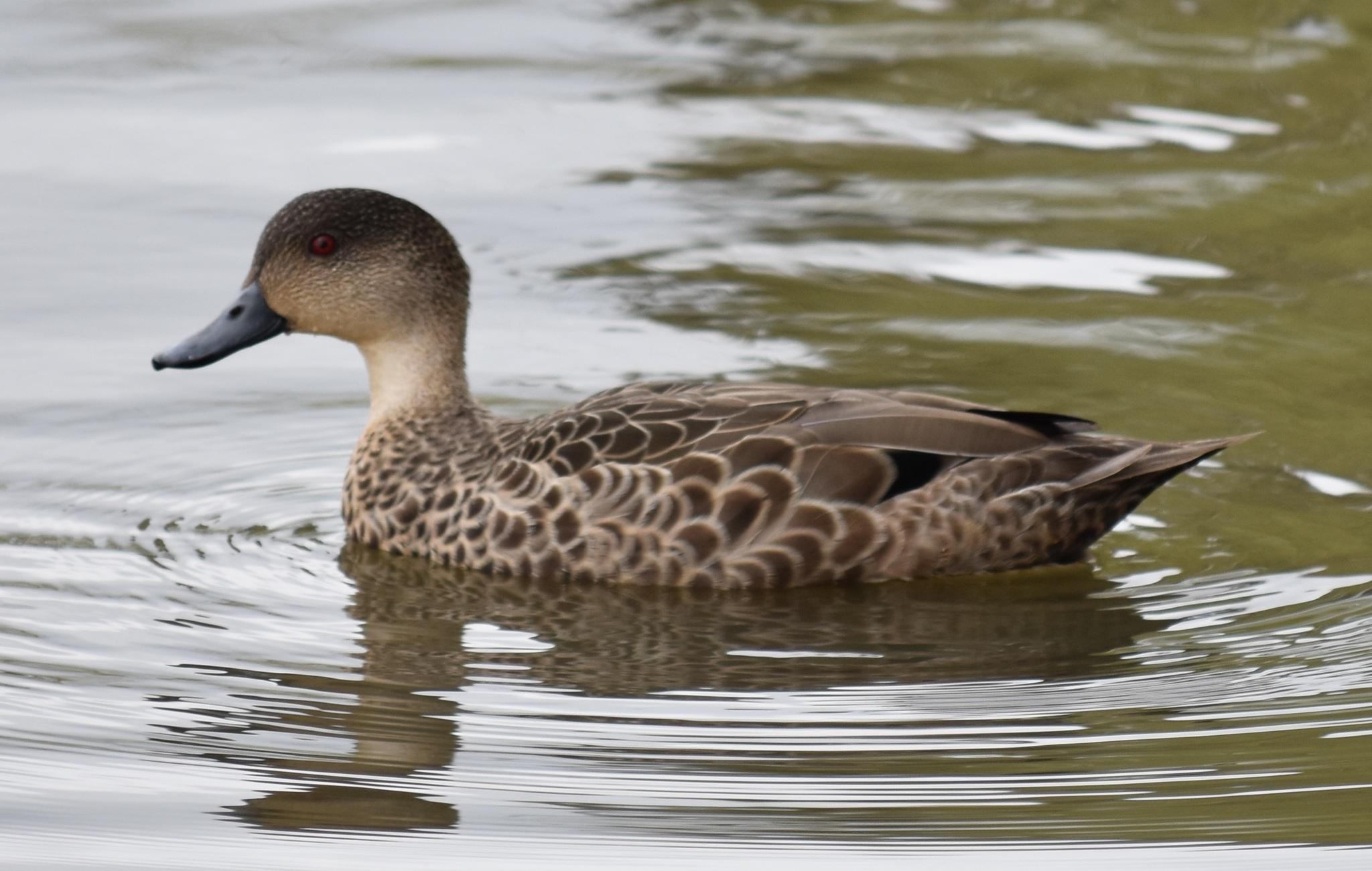 Grey Teal