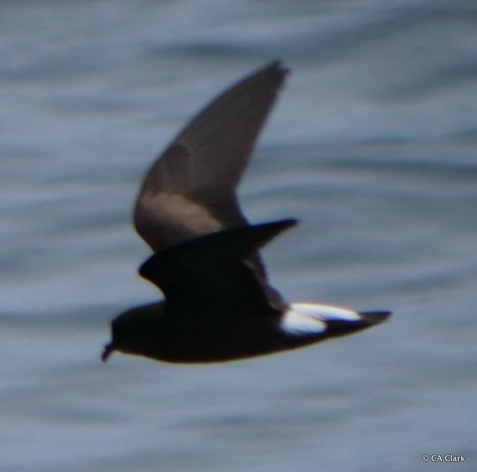 Golondrina de mar peruana