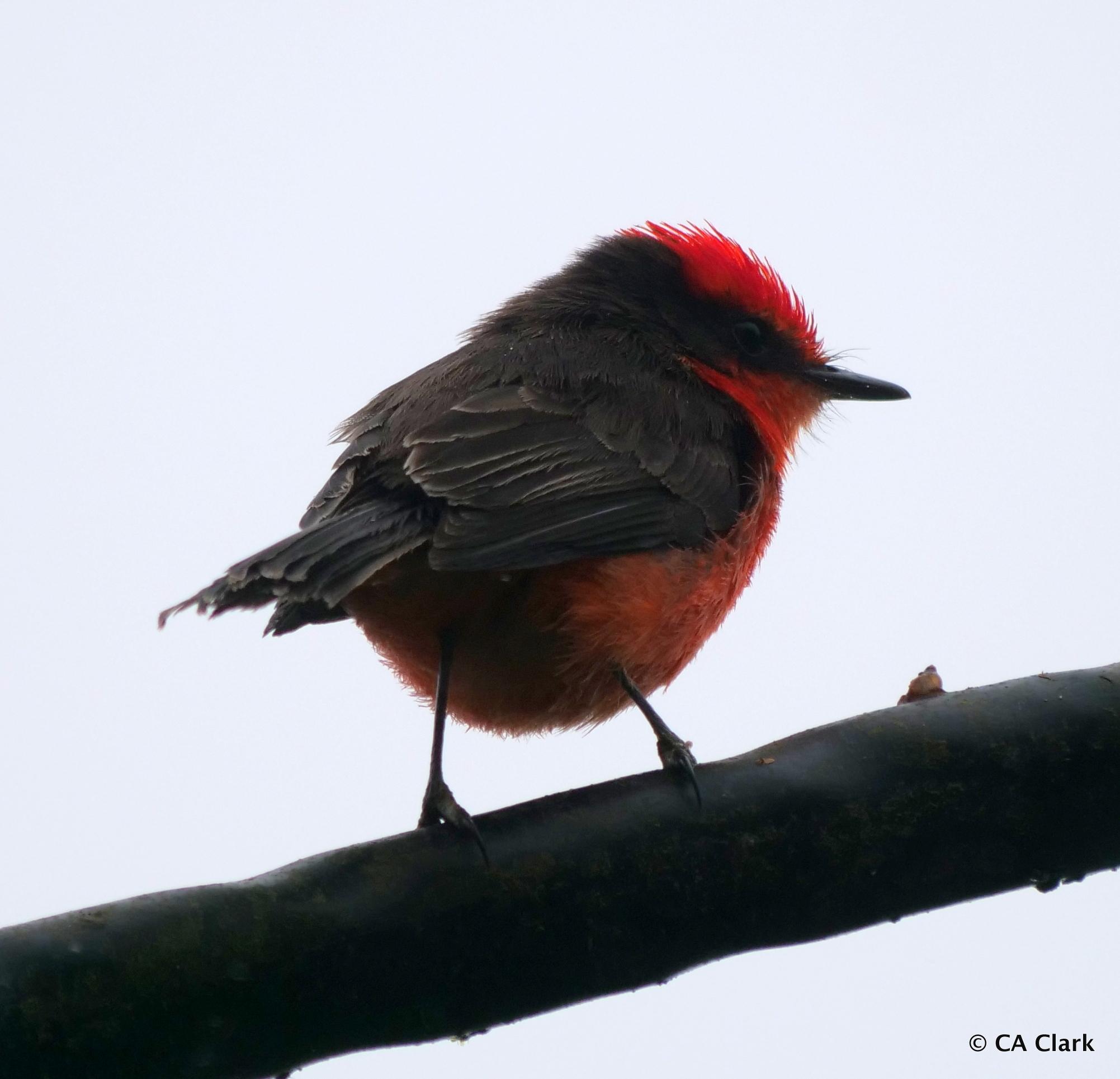 Brujo Flycatcher