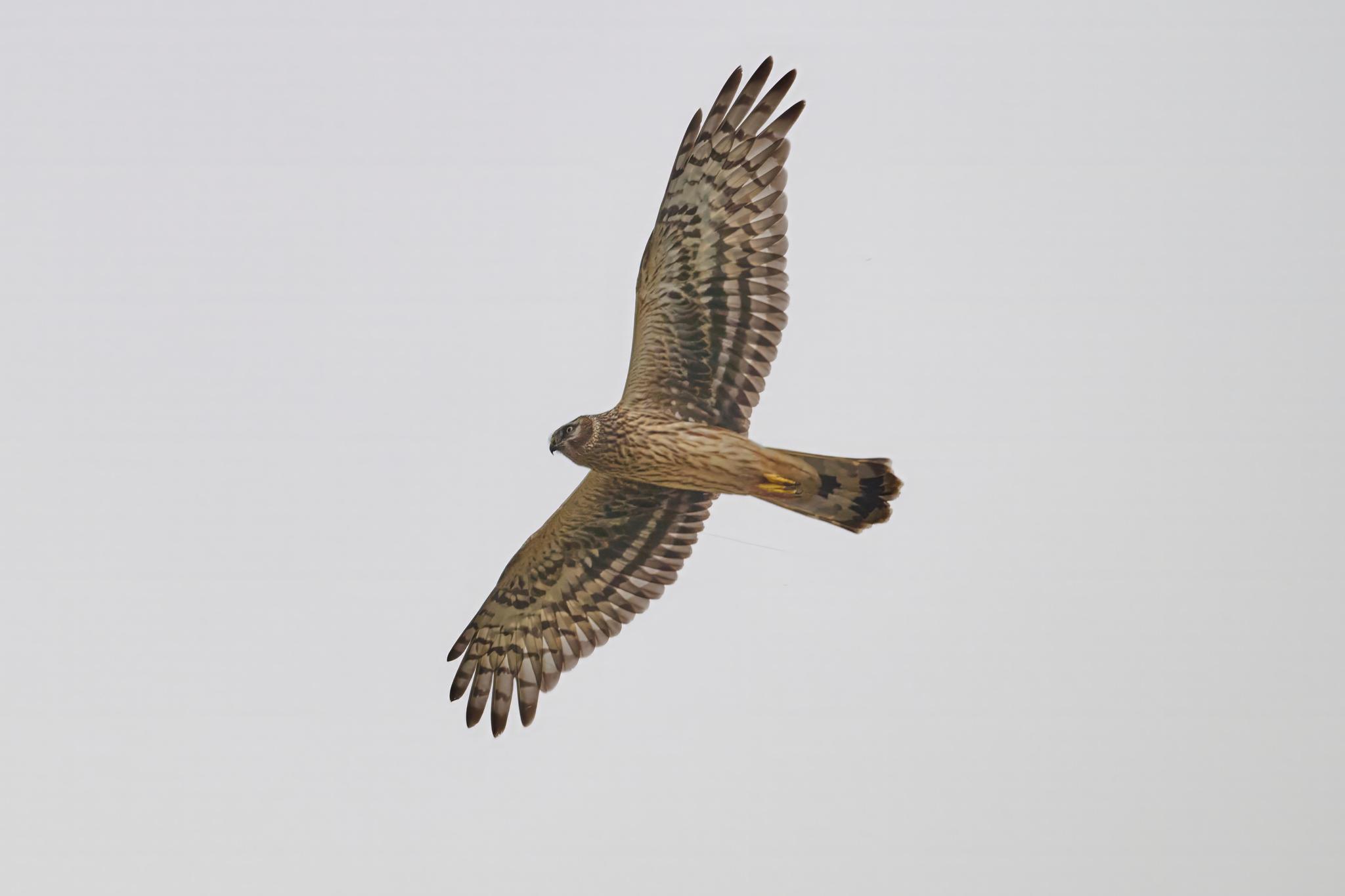 Aguilucho pálido