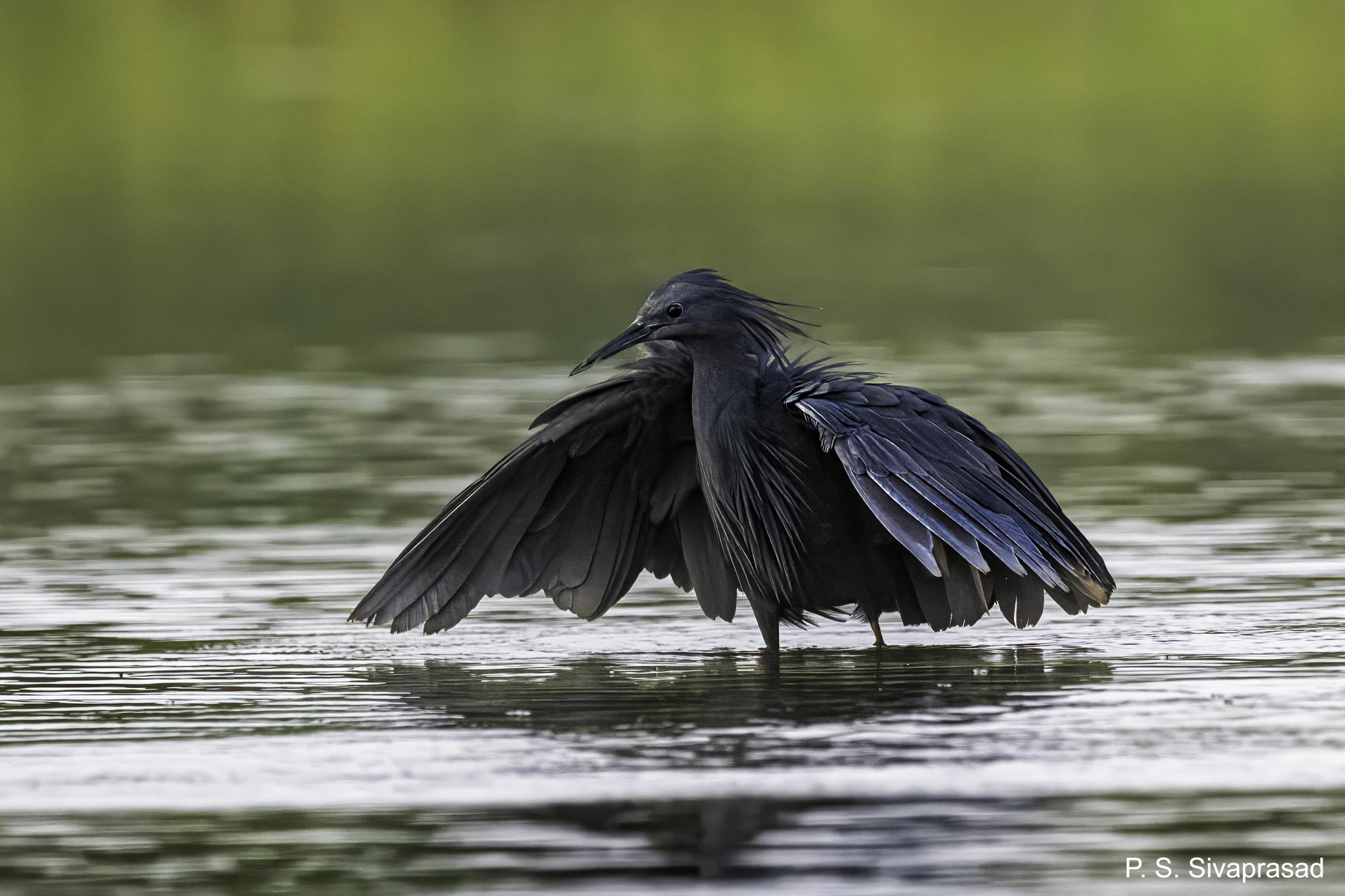 Black Heron