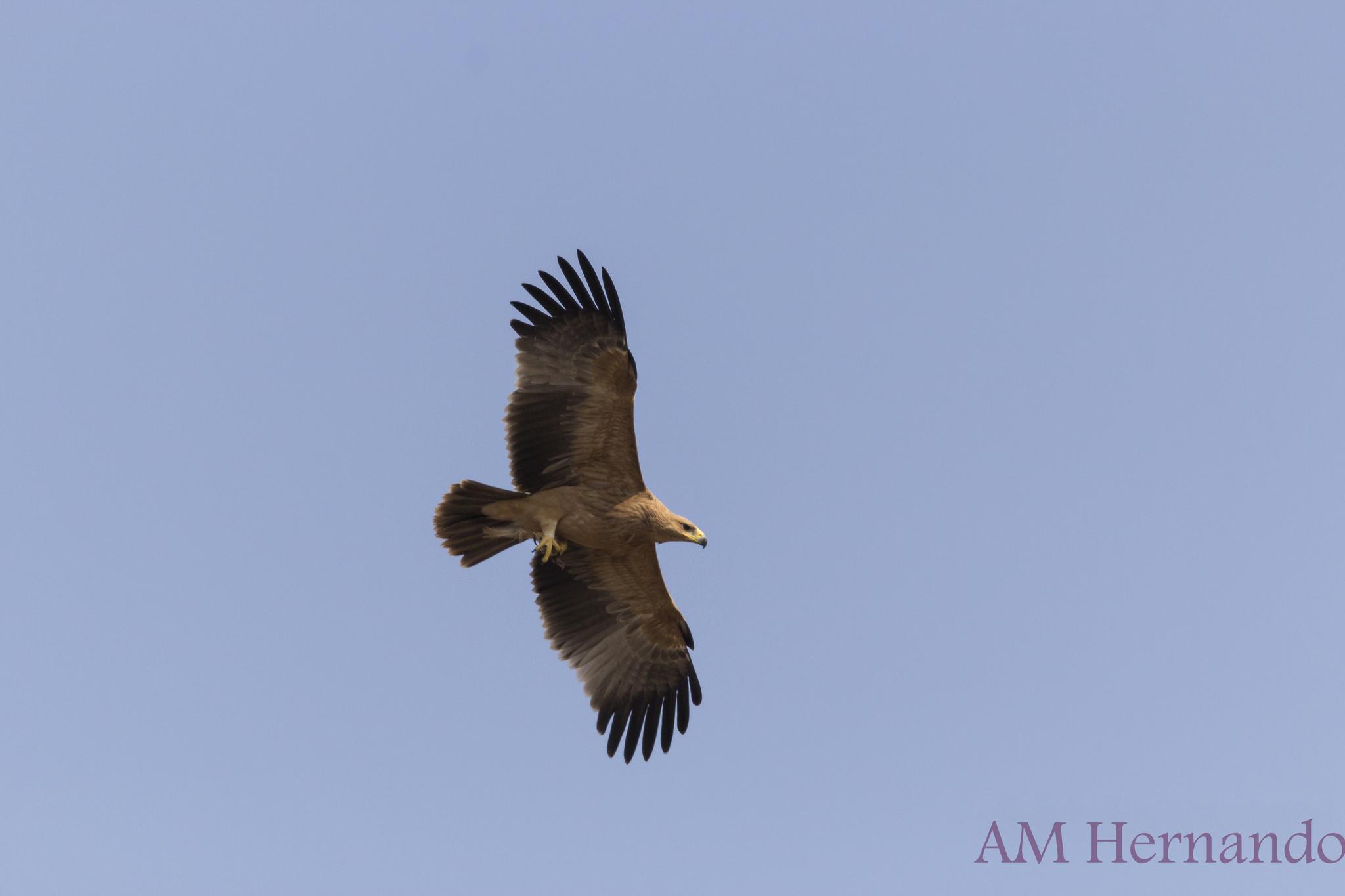 Aguila imperial Ibérica