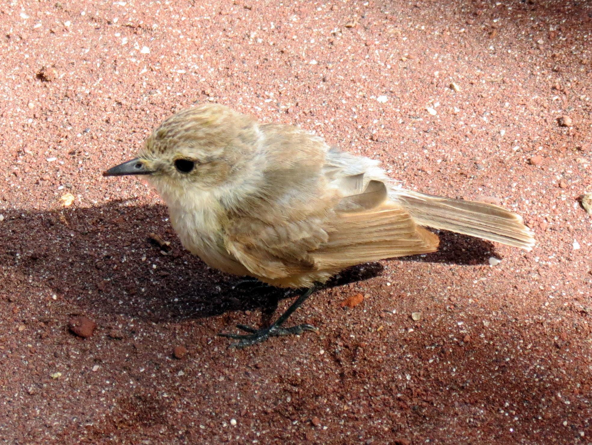 Brujo Flycatcher
