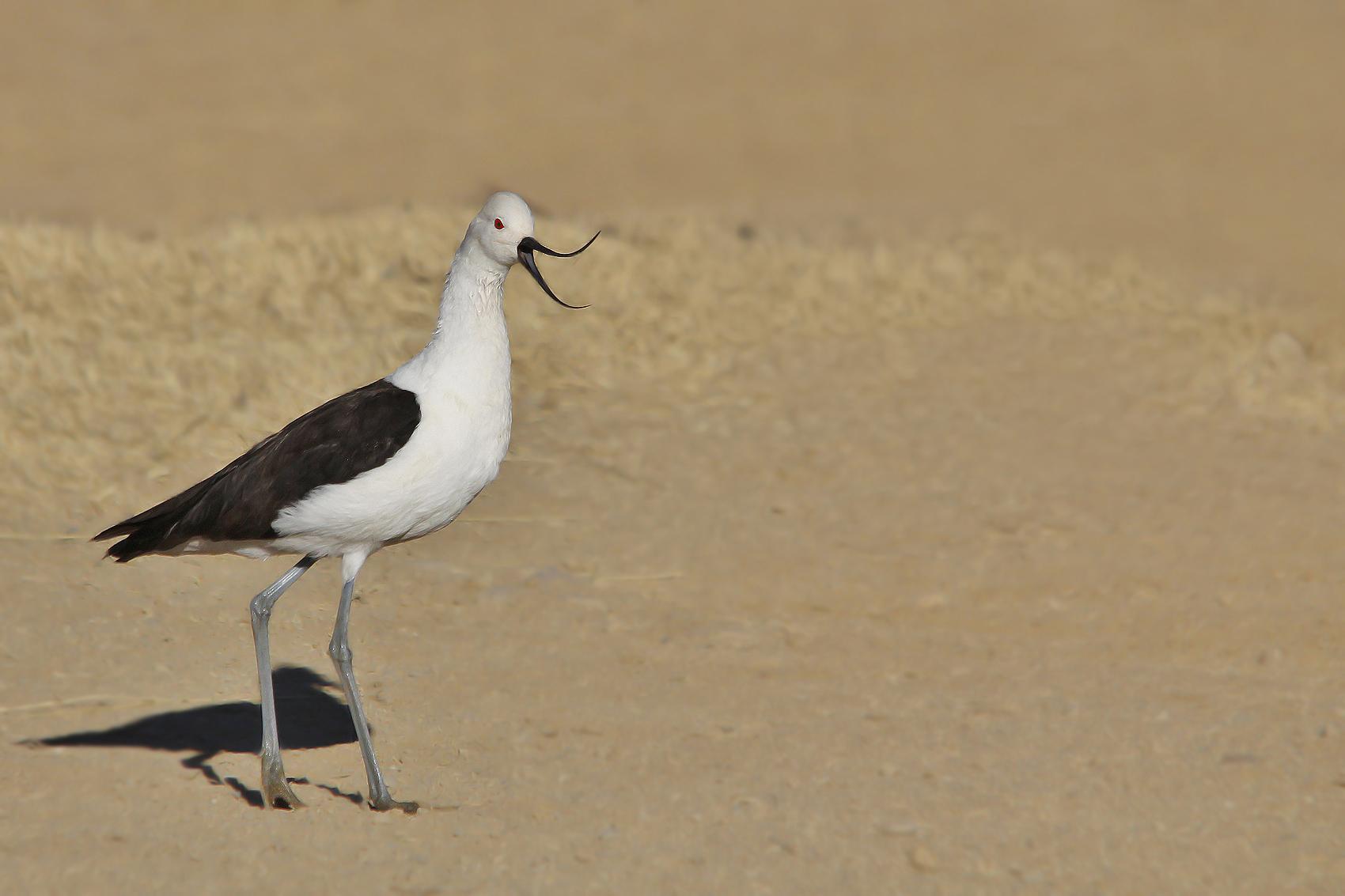 Avoceta andina