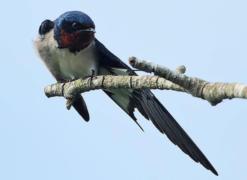 Golondrina de Guinea