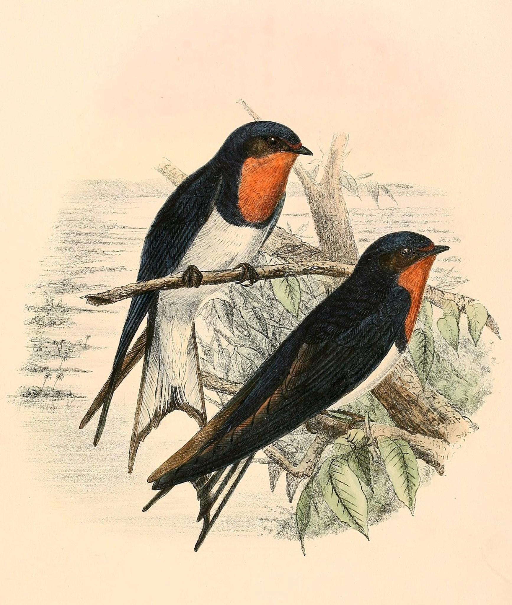Golondrina de Guinea