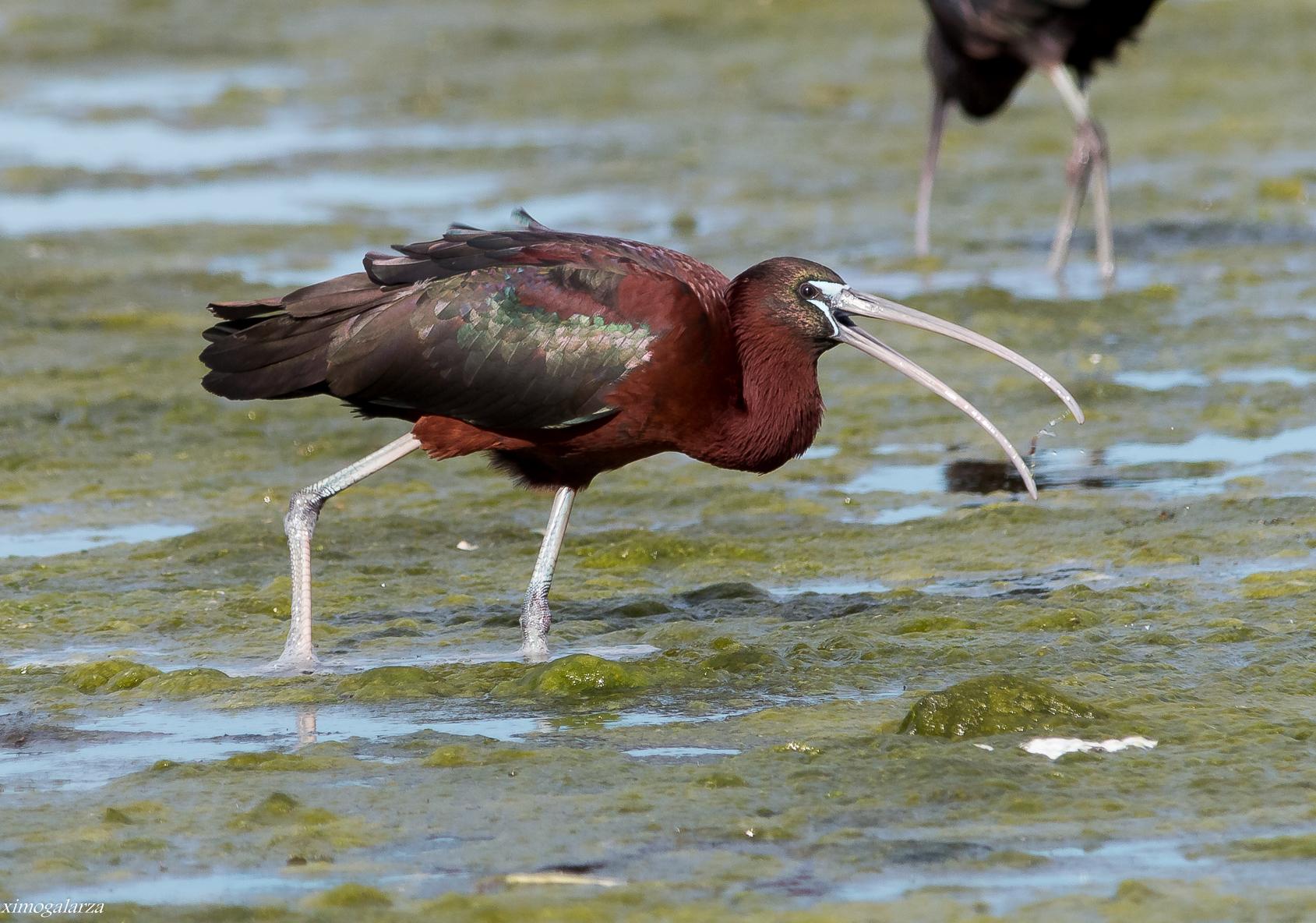 Ibis cara oscura