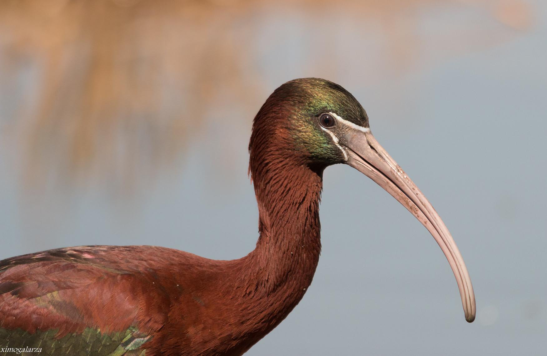 Ibis cara oscura