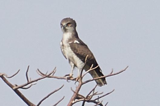 Culebrera sudanesa