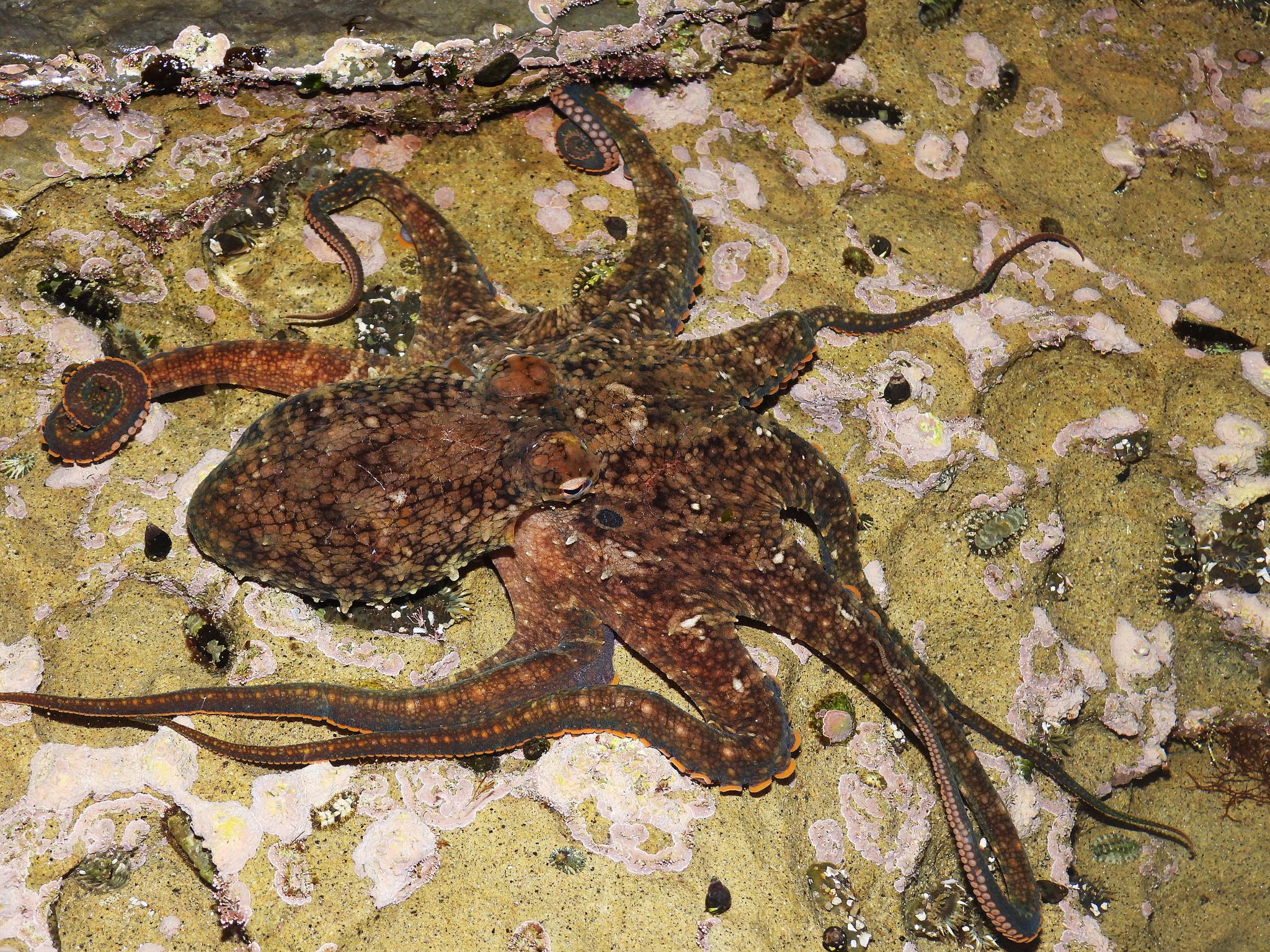 Pulpo de dos manchas californiano