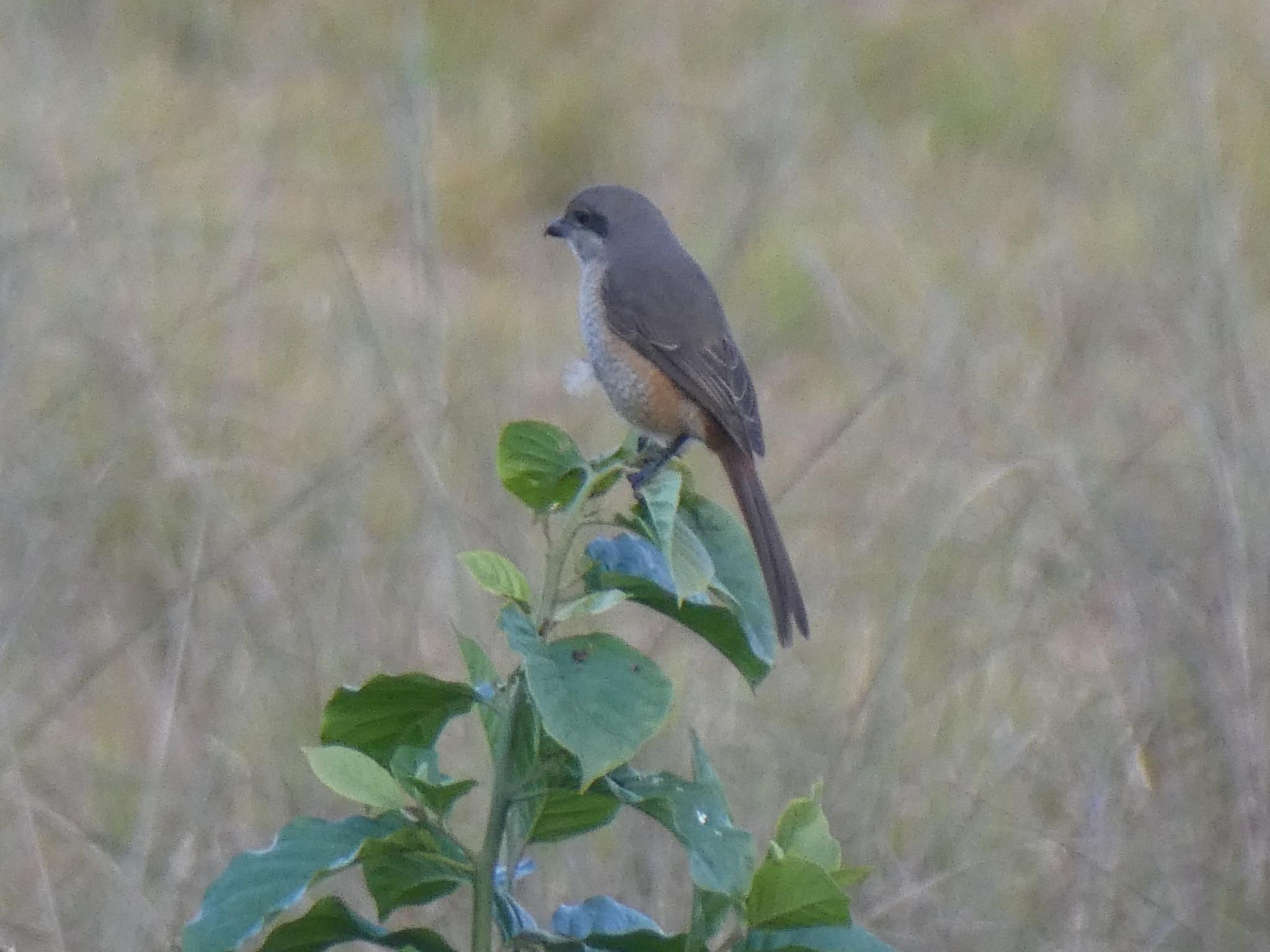Grey-backed Shrike